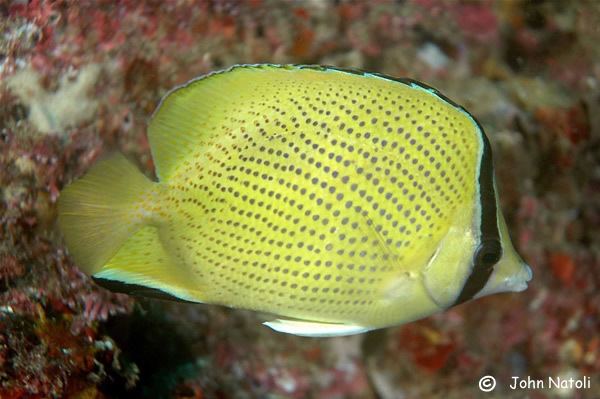 Speckled butterflyfish Chaetodon citrinellus speckled butterflyfish citron butterflyfish