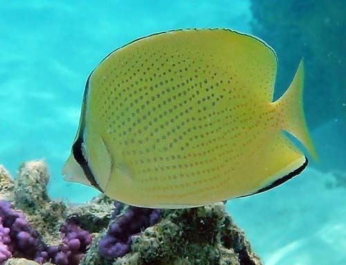 Speckled butterflyfish Aitutaki