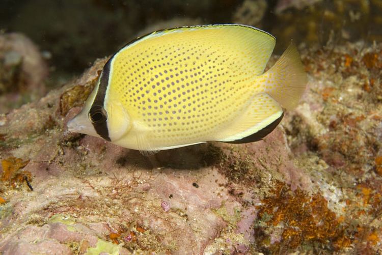 Speckled butterflyfish Photos of butterflyfishes Chaetodontidae
