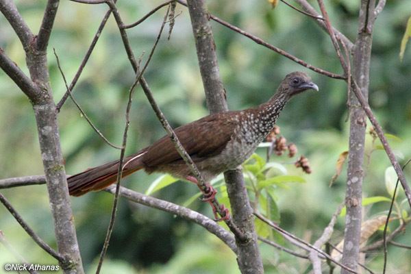 Speckled chachalaca antpittacom Photo Gallery Guans Curassows and Chachalacas