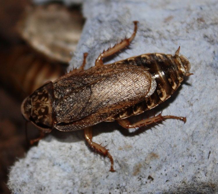 Speckled cockroach httpsuploadwikimediaorgwikipediacommonsff