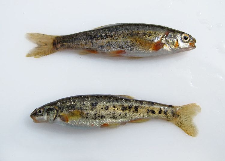 Speckled dace About face Speckled dace and California roach