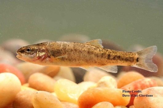 Speckled dace California Fish Species California Fish Website