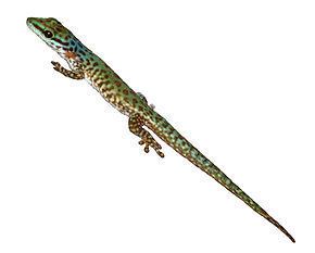 Speckled day gecko httpsuploadwikimediaorgwikipediacommonsthu