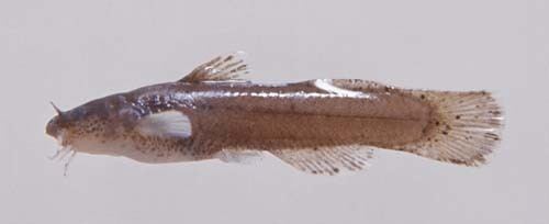 Speckled madtom wwwflmnhufleducatfishictaluridae18bNleptac