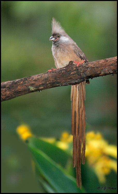 Speckled mousebird Speckled Mousebird I used to have one as a pet Miss you Ernie