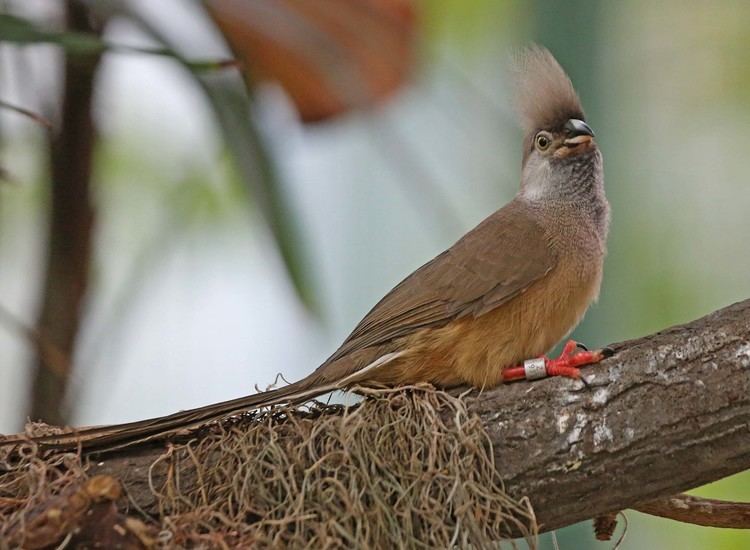 Speckled mousebird Pictures and information on Speckled Mousebird