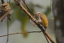 Speckled piculet Speckled piculet Wikipedia