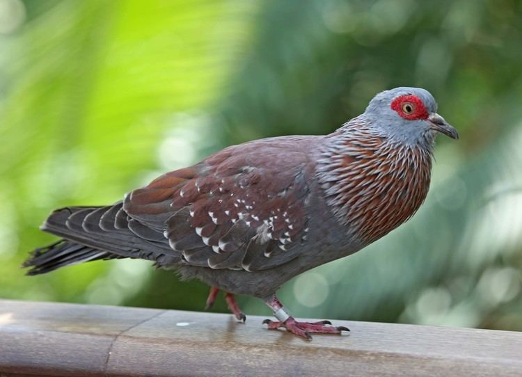 Speckled pigeon Pictures and information on Speckled Pigeon