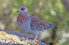Speckled pigeon Speckled pigeon Wikipedia