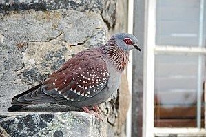 Speckled pigeon httpsuploadwikimediaorgwikipediacommonsthu