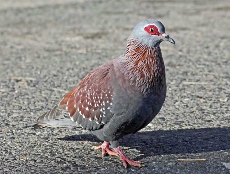 Speckled pigeon FileSpeckled Pigeon RWD1jpg Wikimedia Commons