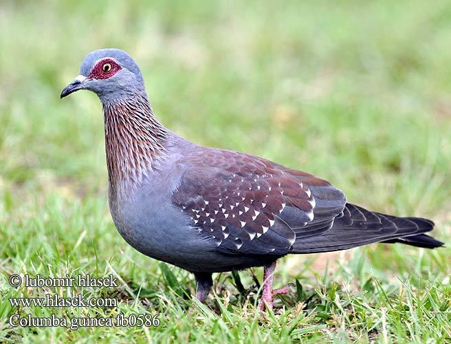 Speckled pigeon Speckled Pigeon