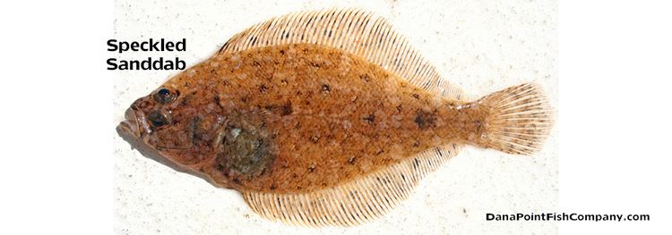 Speckled sanddab Speckled Sanddab Citharichthys Stigmaeus Dana Point Fish Company