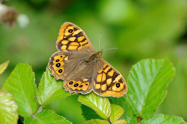 Speckled wood (butterfly) British Butterflies A Photographic Guide by Steven Cheshire