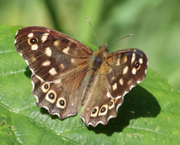 Speckled wood (butterfly) Speckled Wood Pararge aegeria NatureSpot