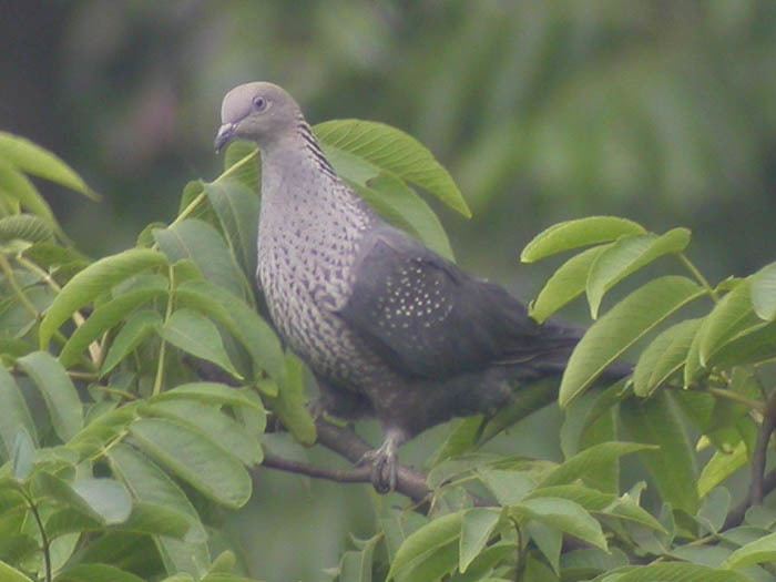 Speckled wood pigeon Speckled WoodPigeon Columba hodgsonii Index Gallery Wild