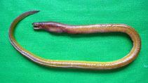 Speckled worm eel wwwfishbaseusimagesthumbnailsjpgtnMypunu4jpg