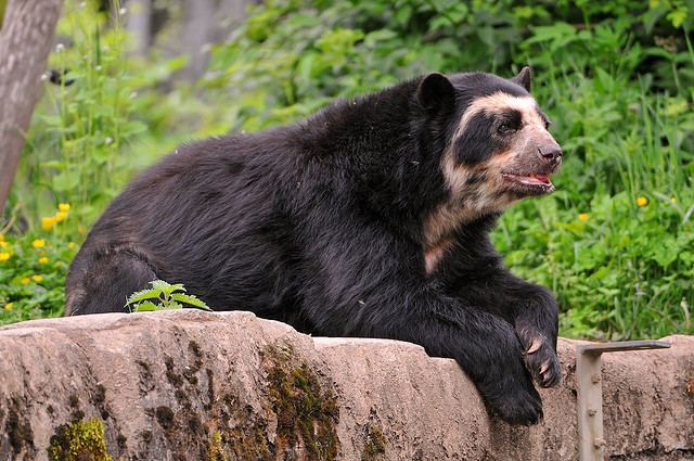 Spectacled bear Bear Facts Species Spectacled Bear