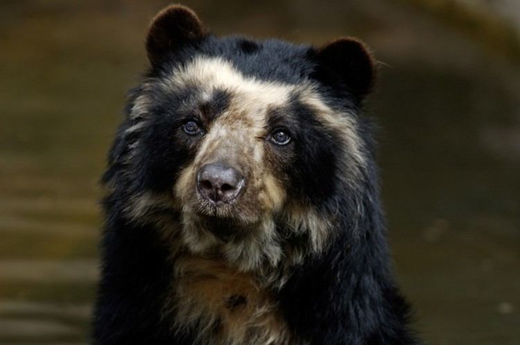 Spectacled bear Spectacled Bear Tremarctos Ornatus about animals