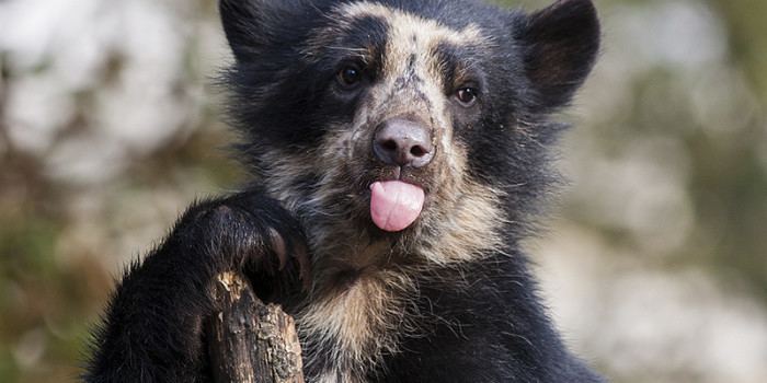 Spectacled bear Spectacled Bear Our Endangered World
