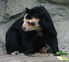 Spectacled bear httpsuploadwikimediaorgwikipediacommonsthu