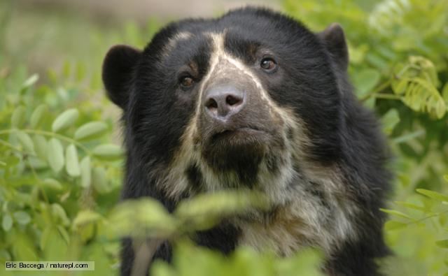 Spectacled bear BBC Nature Spectacled bear videos news and facts