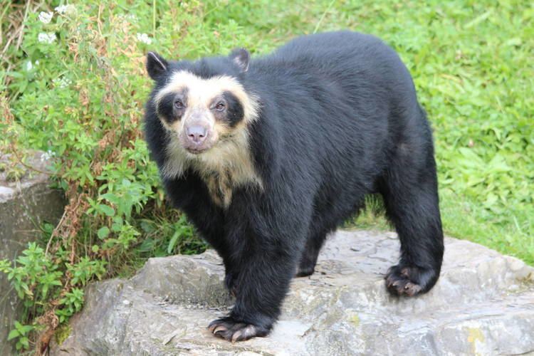 Spectacled bear 1000 ideas about Spectacled Bear on Pinterest Bears Sloth bear