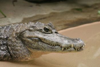 Spectacled caiman Spectacled Caiman The Animal Files