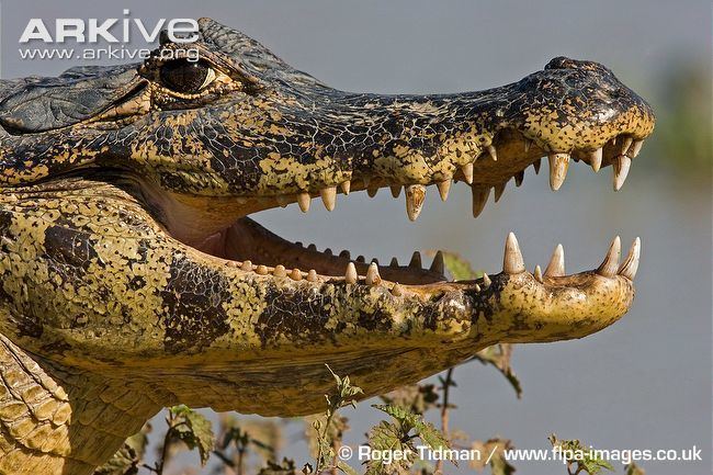 Spectacled caiman Spectacled caiman videos photos and facts Caiman crocodilus ARKive