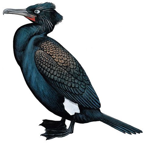 Spectacled cormorant Spectacled Cormorant Phalacrocorax perspicillatus Extinct bird species