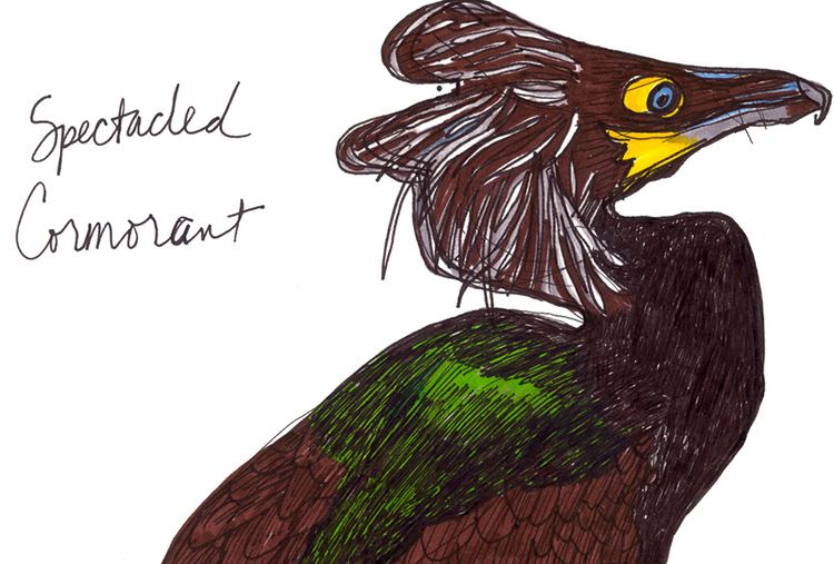 Spectacled cormorant Spectacled Cormorant A Field Guide to Extinct Birds
