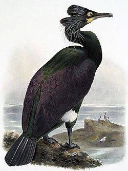 Spectacled cormorant httpsuploadwikimediaorgwikipediacommonsthu
