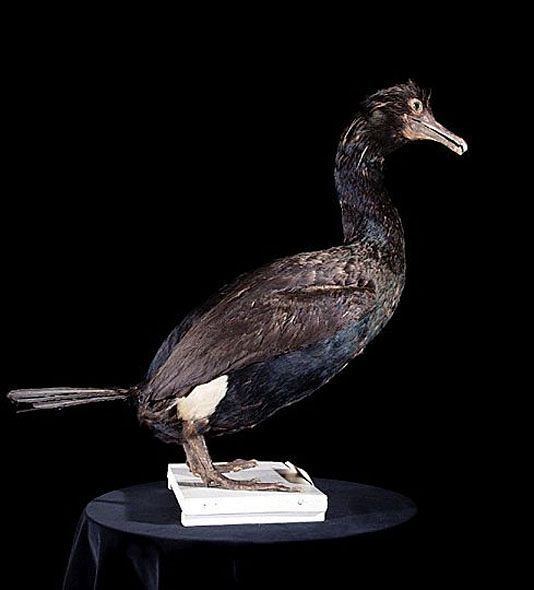 Spectacled cormorant Oriental Bird Club Image Database Pallas39s Cormorant