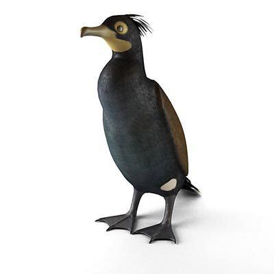 Spectacled cormorant 3D model Spectacled cormorant 2995 buy download