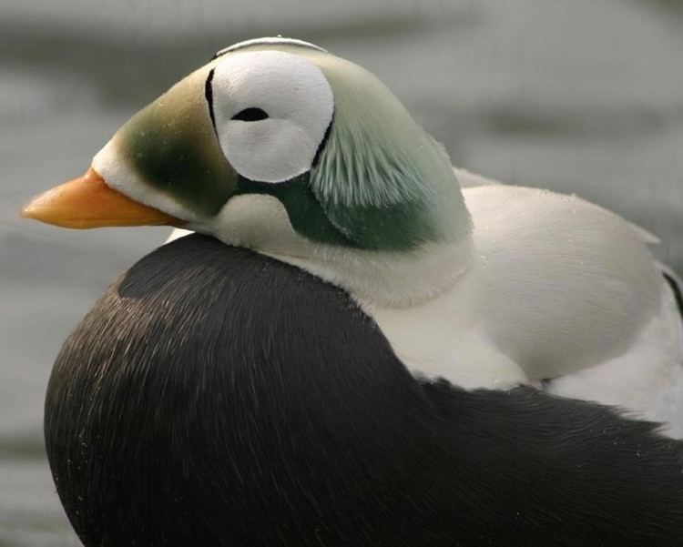 Spectacled eider Spectacled Eider Endangered Species Coalition