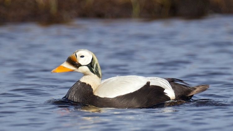 Spectacled eider Spectacled Eiders Dive in the Ice in Winter BirdNote