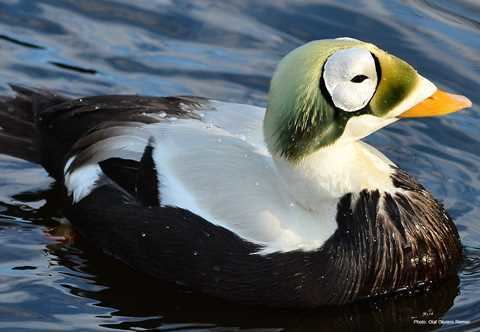 Spectacled eider Spectacled Eider Waterfowl ID