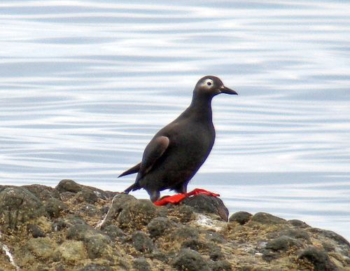 Spectacled guillemot BirdQuest The Ultimate in Birding Tours
