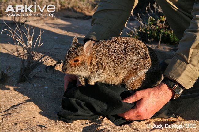 Spectacled hare-wallaby Spectacled harewallaby photo Lagorchestes conspicillatus G38820