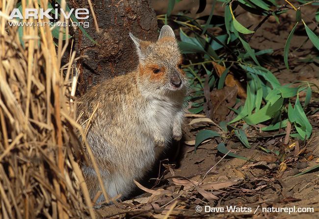 Spectacled hare-wallaby Spectacled harewallaby photo Lagorchestes conspicillatus G35784