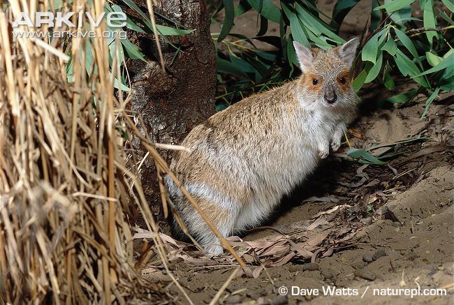 Spectacled hare-wallaby Spectacled harewallaby photo Lagorchestes conspicillatus G37385