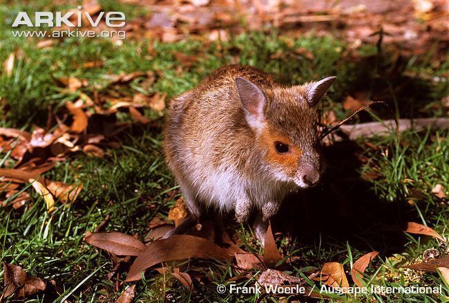 Spectacled hare-wallaby Spectacled harewallaby videos photos and facts Lagorchestes