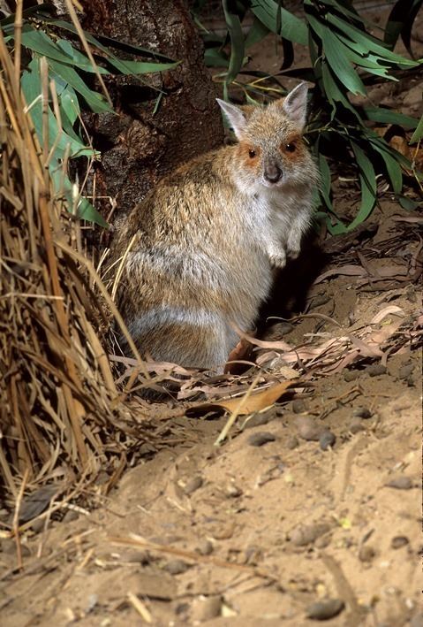 Spectacled hare-wallaby wwwaustralianwildlifeorgmedia59027spectacled