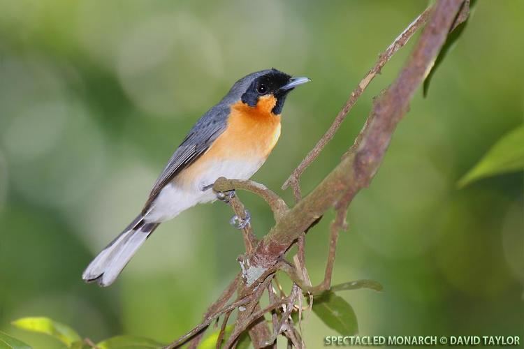 Spectacled monarch Spectacled Monarch Monarcha trivirgatus Spectacled Monarch in