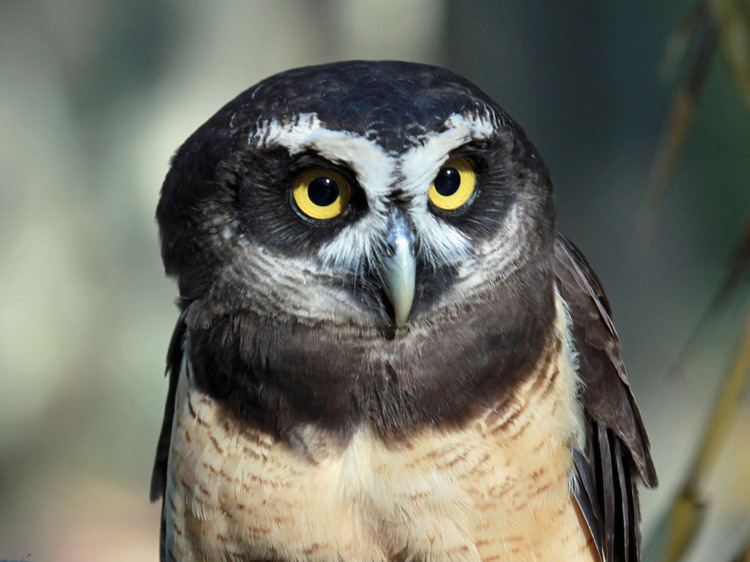 Spectacled owl Spectacled Owl Pulsatrix perspicillata Hotspot Birding