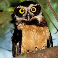Spectacled owl wwwowlpagescomowlsspeciesimagesspectacledow