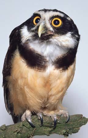 Spectacled owl spectacled owl bird Britannicacom