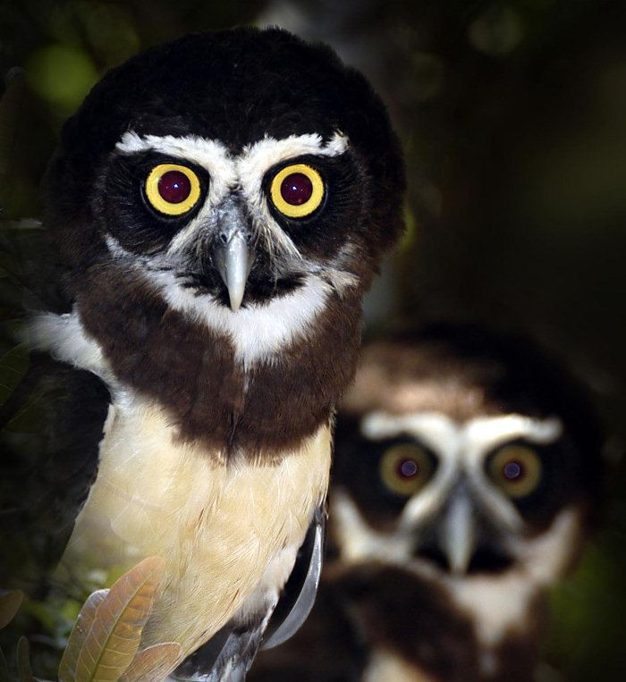 Spectacled owl Spectacled Owl Pulsatrix perspicillata Information Pictures