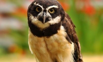 Spectacled owl Spectacled owl Pulsatrix perspicillata WAZA World Association